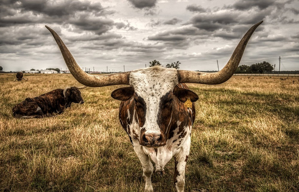 texas big horn